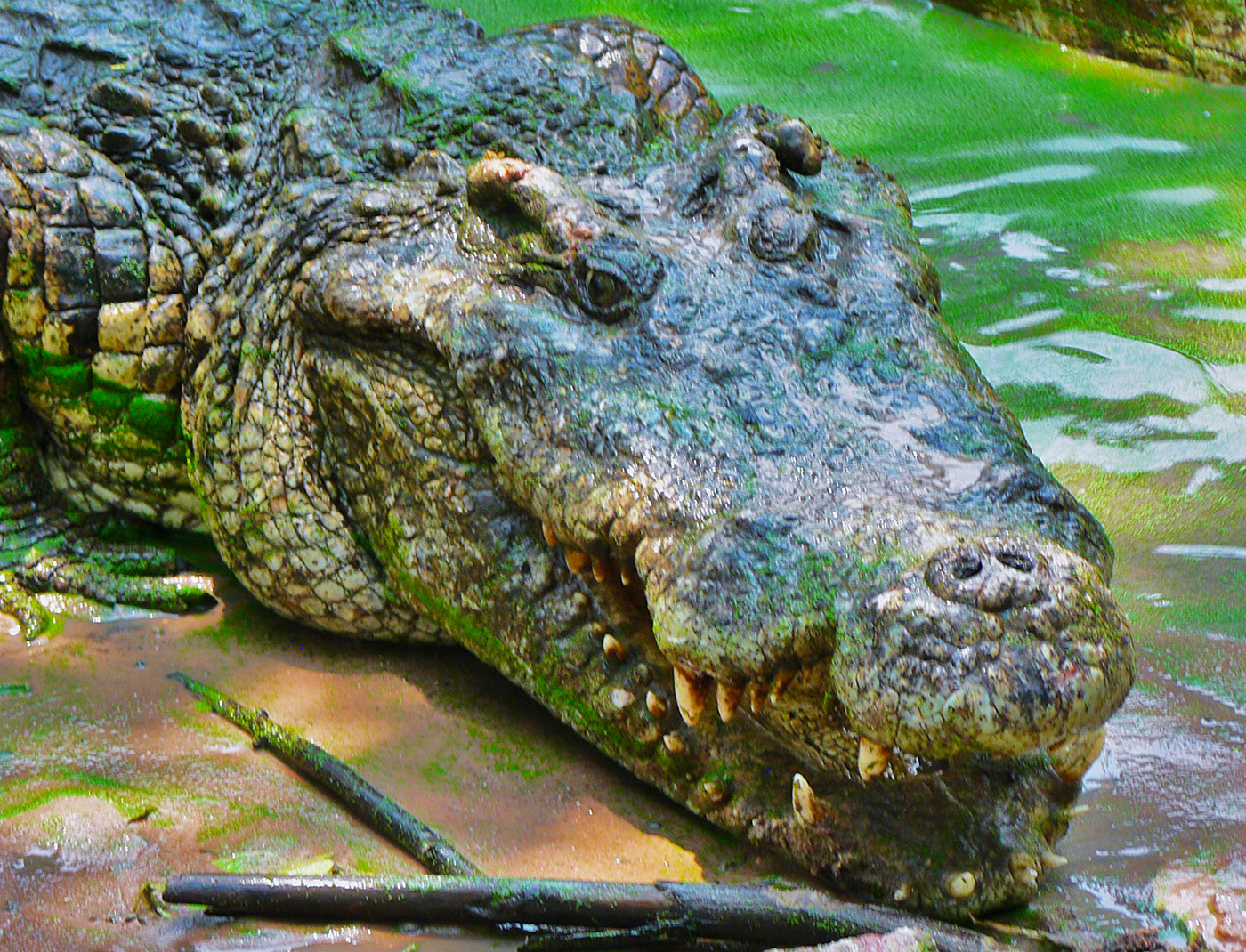 01 Krokodýl siamský (Crocodylus siamensis)