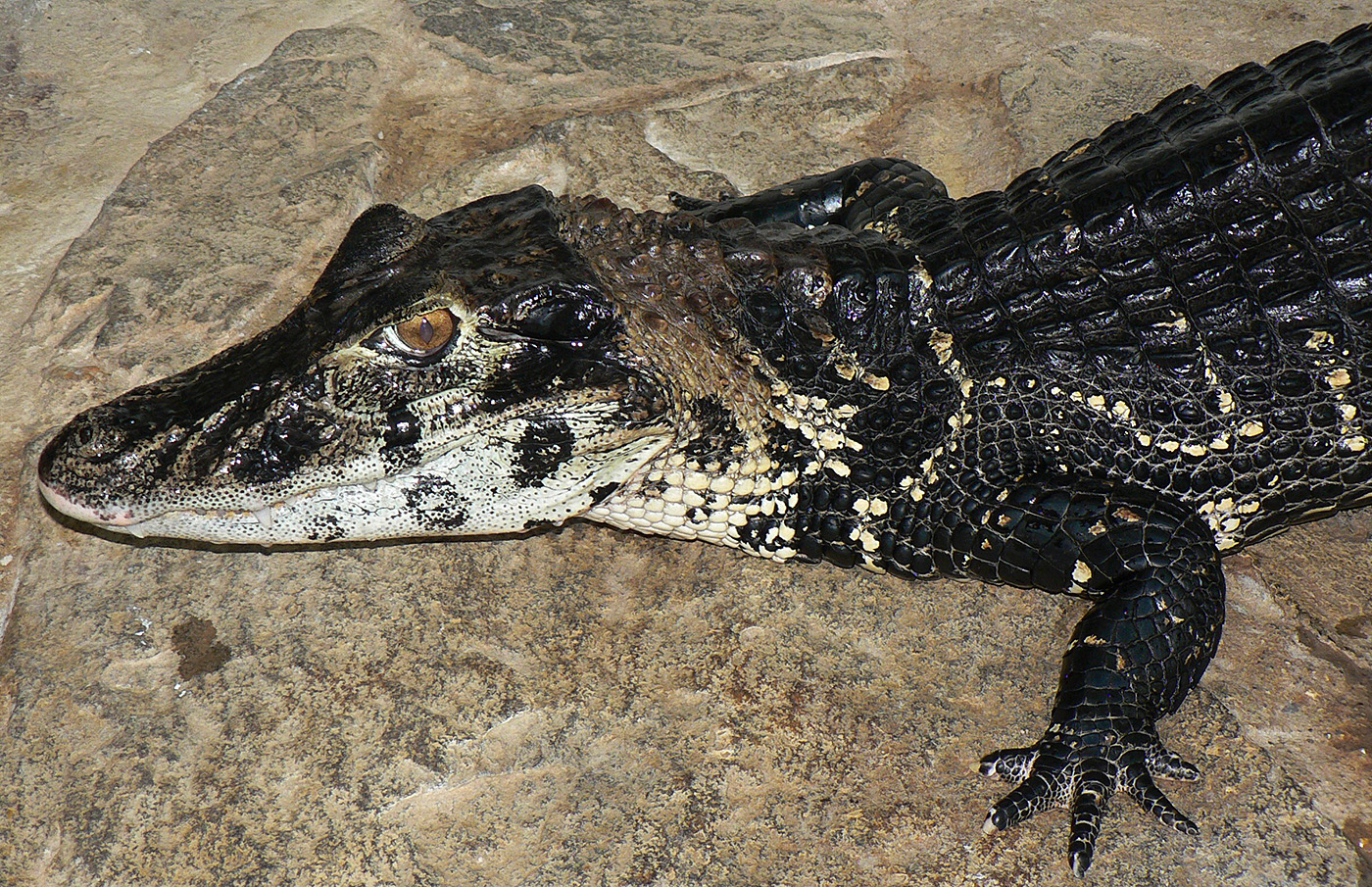03 Kajman černý,samec,Zoo Protivín