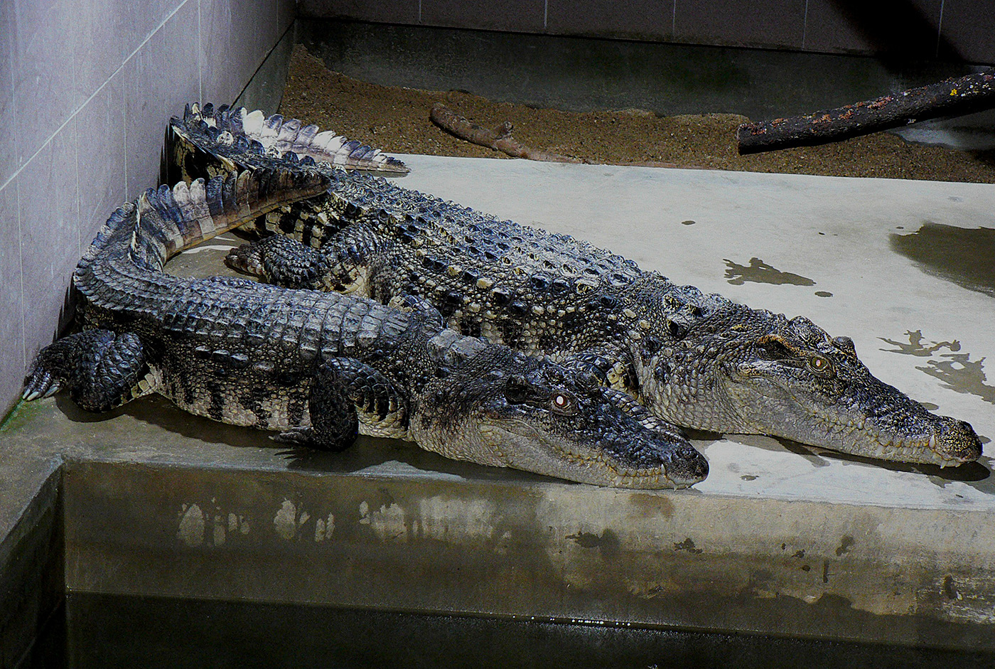 04 Krokodýl siamský,pár,Zoo Protivín
