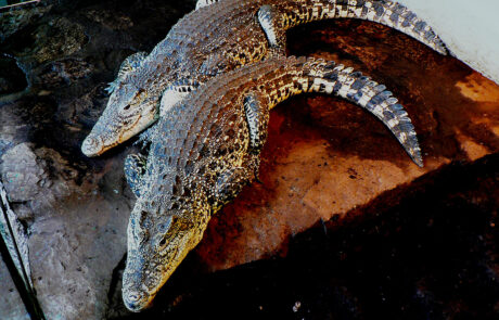 07_03a Pár krokodýla kubánského ( Crocodylus rhombifer) v teráriu na souši