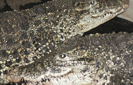 07_03b Krokodýl kubánský ) Crocodylus rhombifer) nahoře samice, dole samec, Farma Chvlašiny, 2005