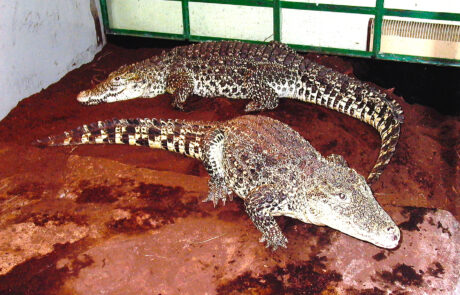07_04 Paá krokodýla kubánského ( Crocodylus rhombifer) na kladišti