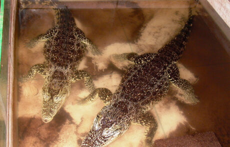 07_05 Pár krokodýla kubínského ( Crocodylus rhombifer) v bazénu terária Farma Chvalšiny 2005