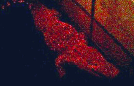 07_06 Samice krokodýla kubánského ( C. rhombifer) kladoucí vejce, noční foto, jsou patrné propadlé boky při kladení, květen 2005
