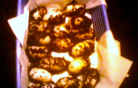 07_08 Snůška vajec krokodýla kubánského ( C. rhombifer), před uložením do inkubátoru
