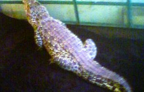 07_10 samice krokodýla kubánského ( C. rhombifer) hlídá hnízdo