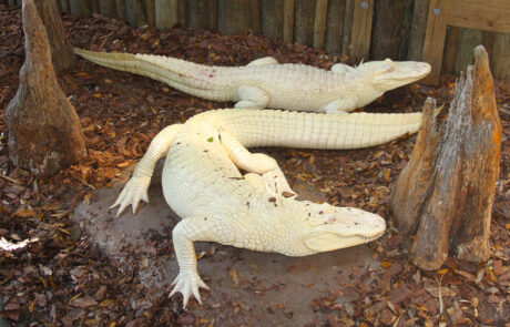 08_01 Aligátor severoamerický ( Alligator mississippiensis) albíni, St. Augustin
