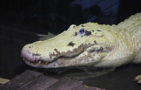 08_03 Aligátor severoamerický ( Alligator mississippensisú, leucistický, Gatorlang, Florida