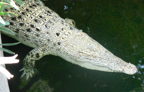 08_07 Krokodýl mořský ( Cropcodylus porosus), leucín, ZOO Wilhelma